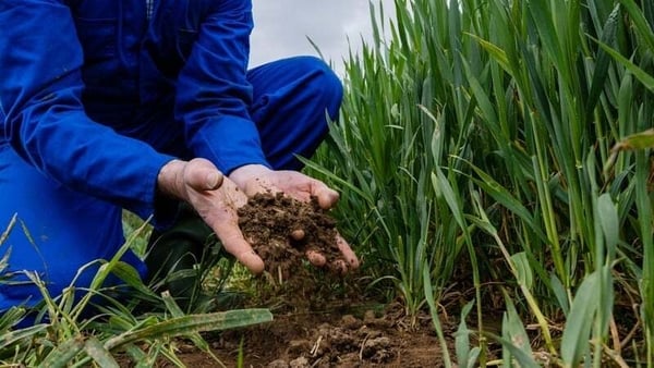 A person with their hands in the dirt